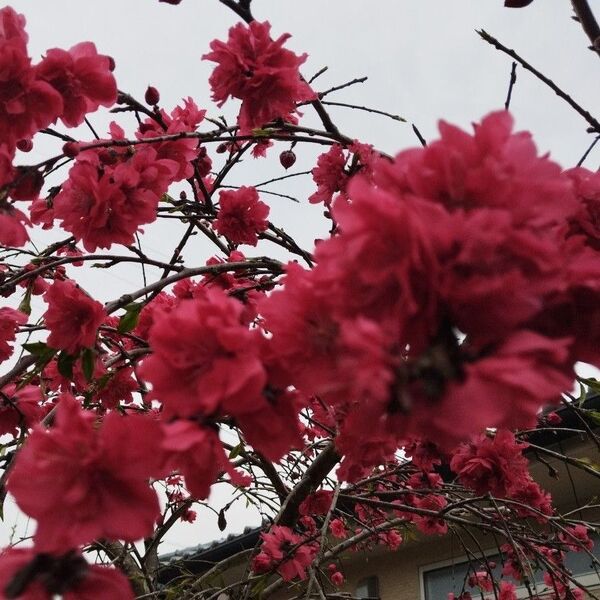 枝垂れ花桃の赤の苗木1株