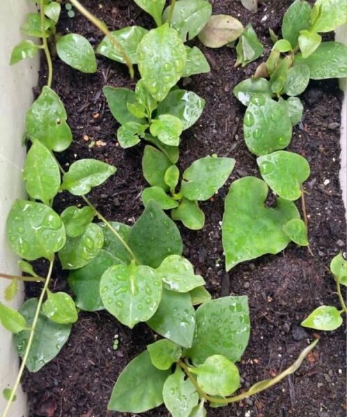 おかわかめ 雲南 百薬 グリーンカーテン 健康野菜5本