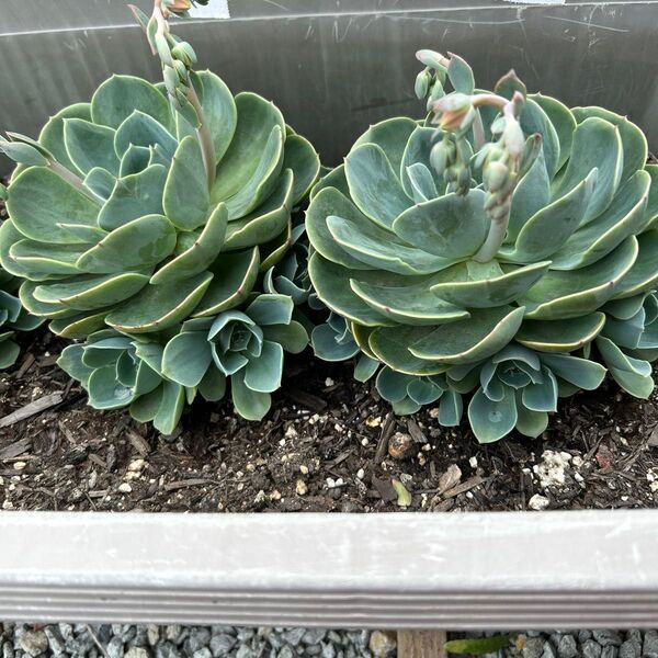 多肉植物 エケベリア 2個セット 七福神