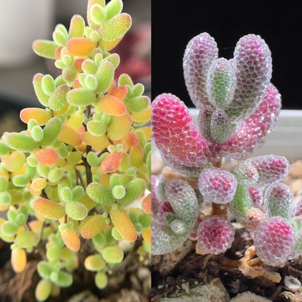 多肉植物 ドロサンテマム キラキラ 2点セット カット12本
