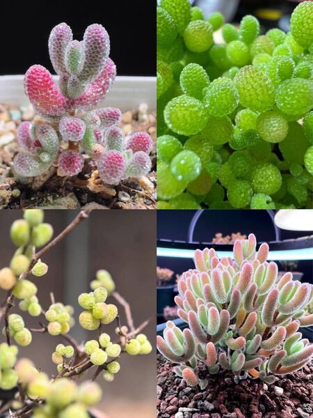多肉植物 ドロサンテマム キラキラ 4点セット カット12本
