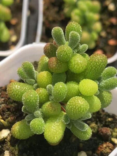 多肉植物 ドロサンテマム キラキラ 丸くてコロコロ ぶどう 抜き苗 1株