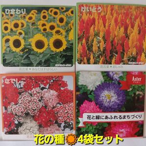 花の種 4袋セット ひまわり & けいとう & なでしこ & アスター