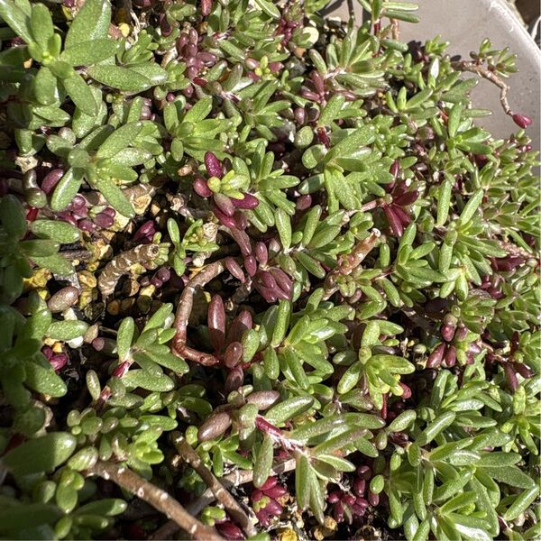 多肉植物 ピンキーカット計40!(カット発根済30+おまけカット10←根なし)