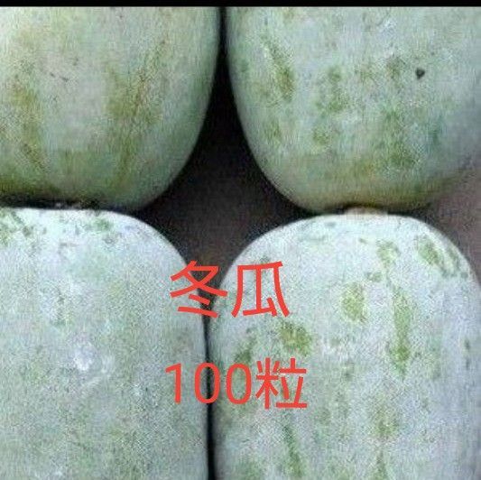 期間限定 お値下げ 無農薬 栽培の 種子 冬瓜 100粒