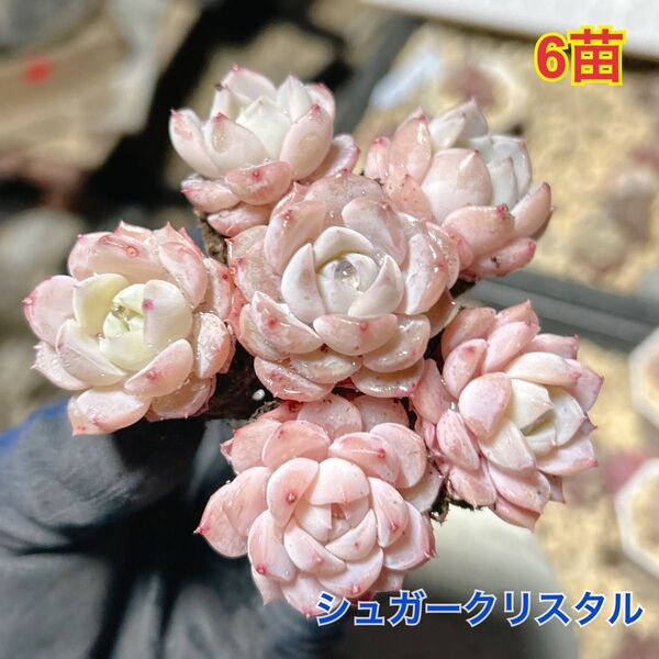エケベリア シュガークリスタル 6苗セット 美苗 多肉植物