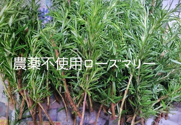 農薬不使用 ローズマリー 切苗 30本