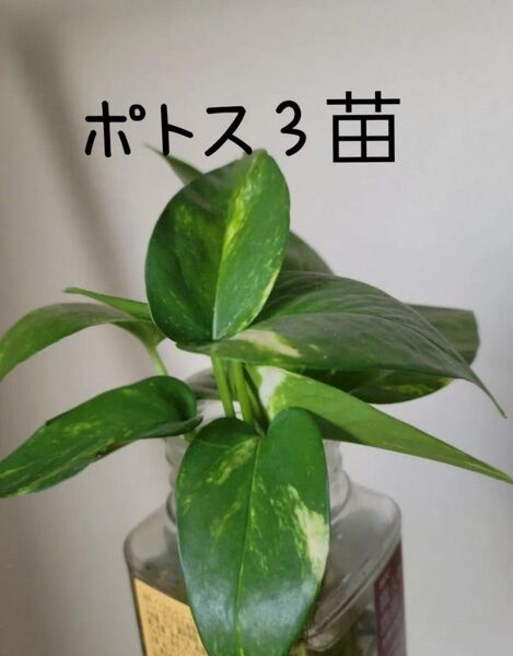 ポトス5苗