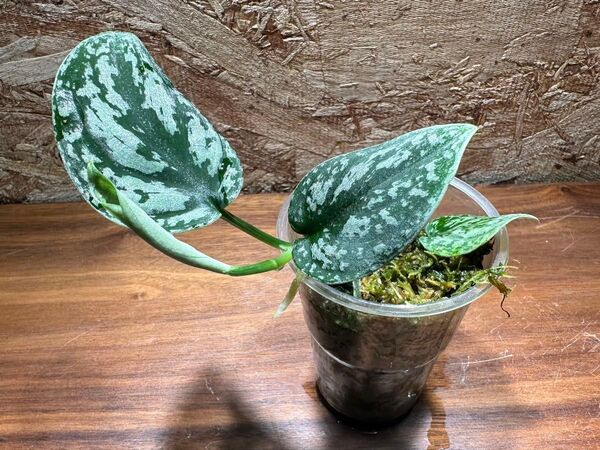 スキンダプサス トリカラー ダークフォーム Scindapsus tricolor Dark Form S-53