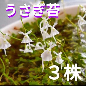 うさぎ苔 ウサギゴケ うさぎごけ サンダーソニー 食虫植物 数量限定 水生植物