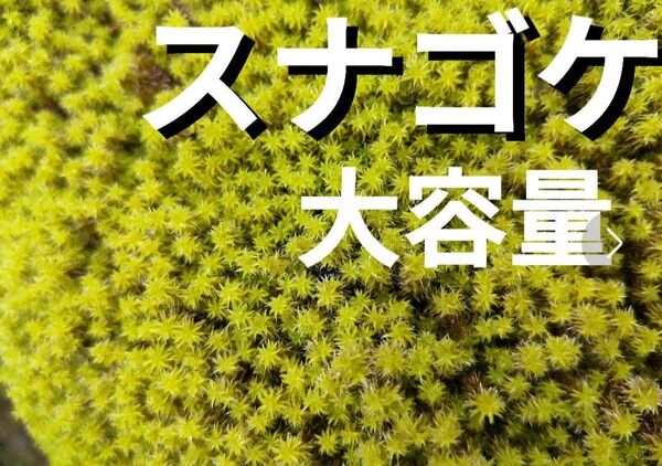 スナゴケ 苔 盆栽 庭植え 苔玉 山苔 テラリウム コケリウム 苔リウム 鉢植え