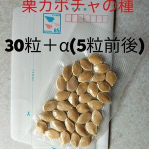 【カボチャの種】野菜☆根菜☆花壇☆鉢☆庭☆畑☆園芸☆ハロウィン☆ポテト☆スープ☆お菓子☆ケーキ☆☆☆☆☆
