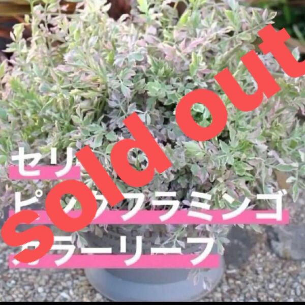 セリ・ピンクフラミンゴ 苗 ピンクの斑入りの可愛いカラーリーフです