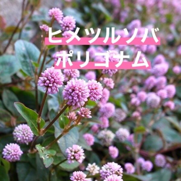 ヒメツルソバ 抜き苗 まるで金平糖のような可愛いお花です。グランドカバー 10株