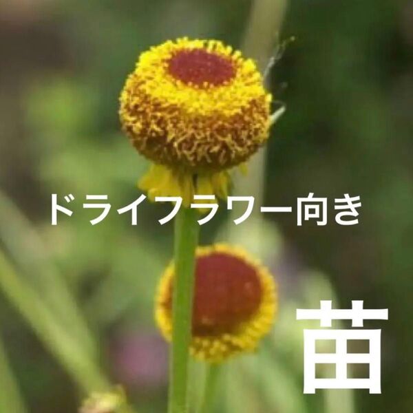 ヘレニウムオータムロリポップ ・ダンゴギク【1苗】ドライフラワー向き