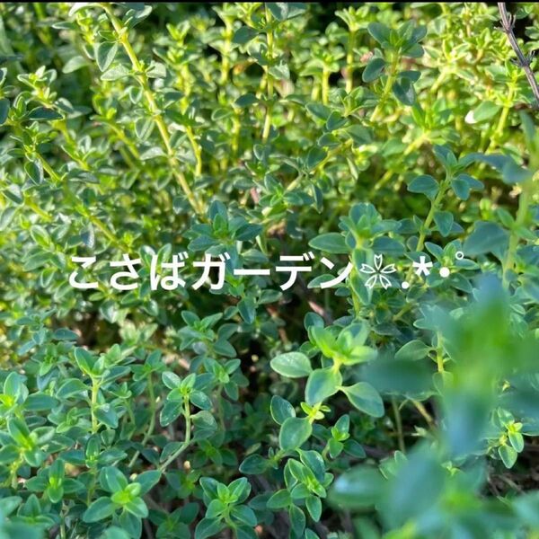 フォックスリータイム ハーブ苗 グランドカバーに美しい葉です