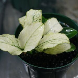 Anubias barteri var.nana 'Petite Snow Flake' 水上株アヌビアス スノーフレーク 斑入り