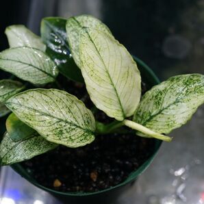 Anubias barteri var.nana 'Petite Snow Flake' 水上株アヌビアス スノーフレーク 斑入り