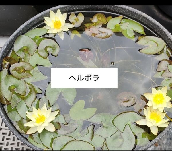 姫睡蓮ヘルボラとガガブタ