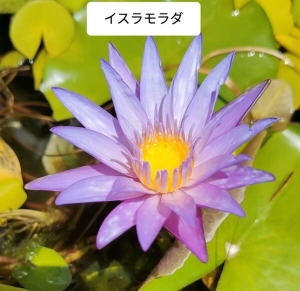 熱帯睡蓮イスラモラダ越冬苗