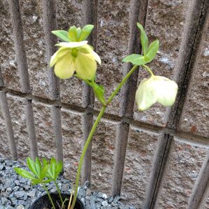 無農薬クリスマスローズ開花株 苗 根付き 鉢 1鉢分 送料無料 匿名配送