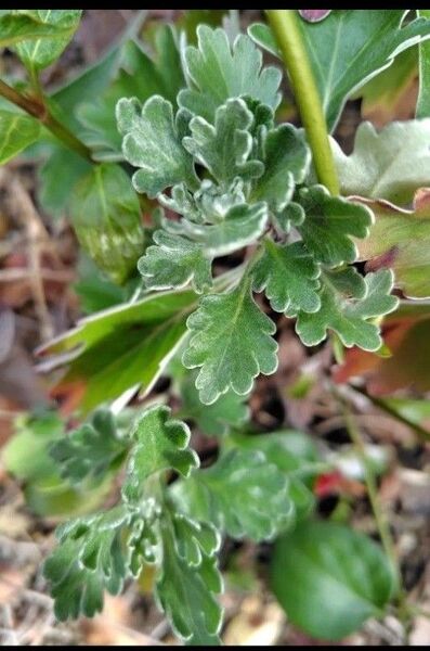 無農薬磯菊 イソギク 黄色のお花 切り枝(挿し木用)12本 丈夫 育てやすい 送料無料 匿名配送