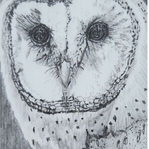 フクロウ。鉛筆画。手描きイラスト。ハガキ。鳥。