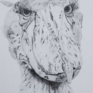 ハシビロコウ。鉛筆画。手描きイラスト。ハガキ。鳥。