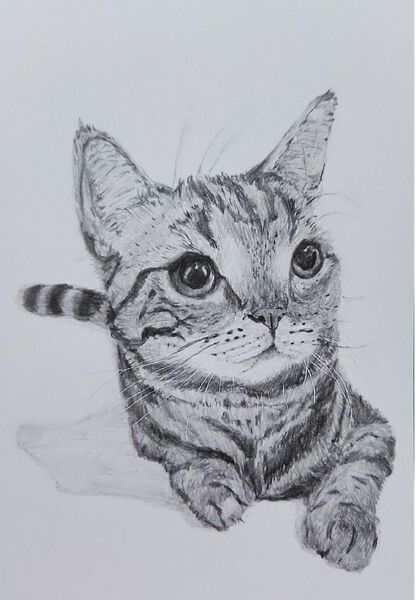 猫。鉛筆画。手描きイラスト。ハガキ。