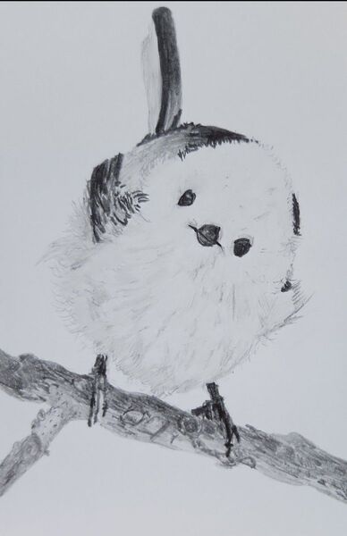 シマエナガ。鉛筆画。手描きイラスト。鳥。ハガキ。