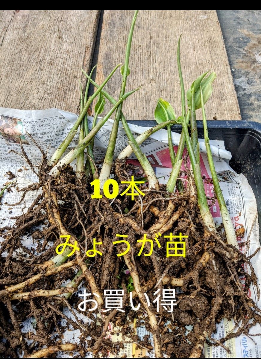 みょうが苗 2株|Yahoo!フリマ(旧PayPayフリマ) みょうが苗 2株|Yahoo!フリマ(旧PayPayフリマ)