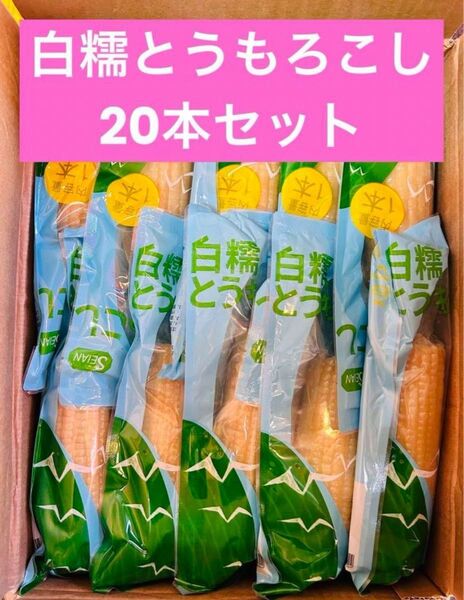 もちもち白糯玉米 白糯とうもろこし軸付き 真空パック 白玉米 黏玉米 20本セット