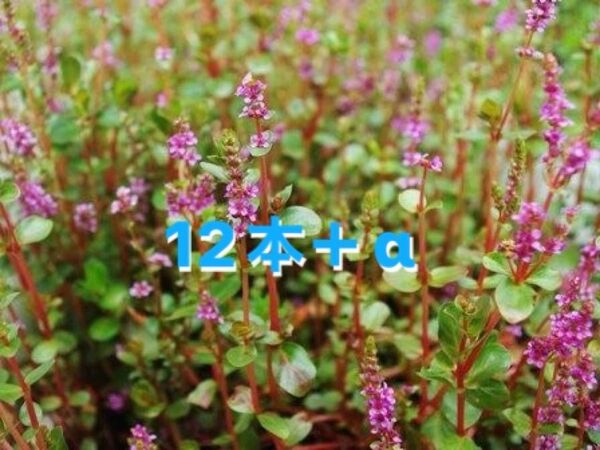 ロタラロトンジフォリア12本+α 水上葉