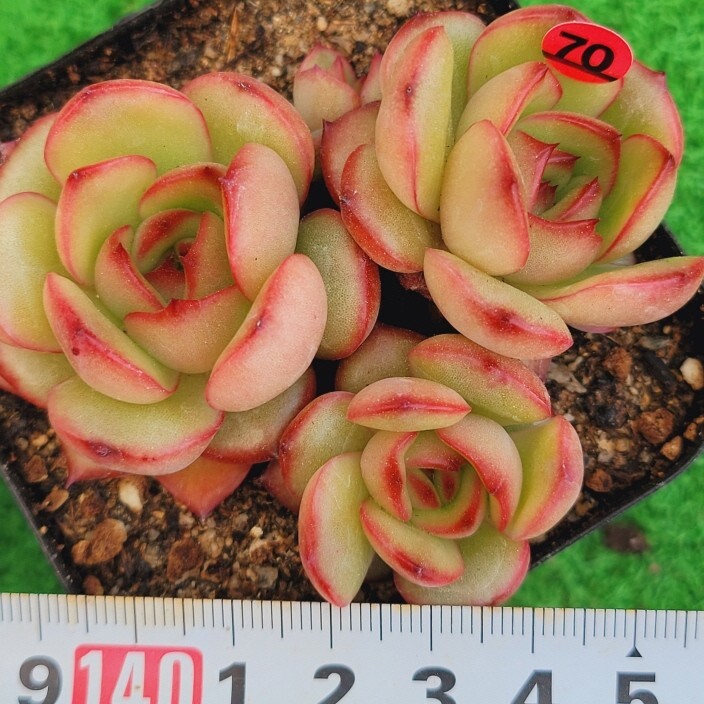 Yahoo!オークション -「エケベリア リンゼアナ」(観葉植物) の Yahoo!オークション -「エケベリア リンゼアナ」(観葉植物) の