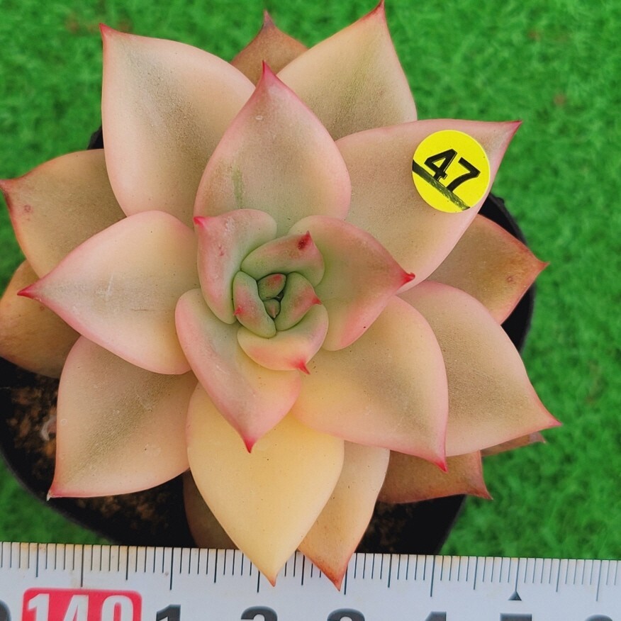 Yahoo!オークション -「キメラ」(サボテン) (観葉植物)の落札 Yahoo!オークション -「キメラ」(サボテン) (観葉植物)の落札