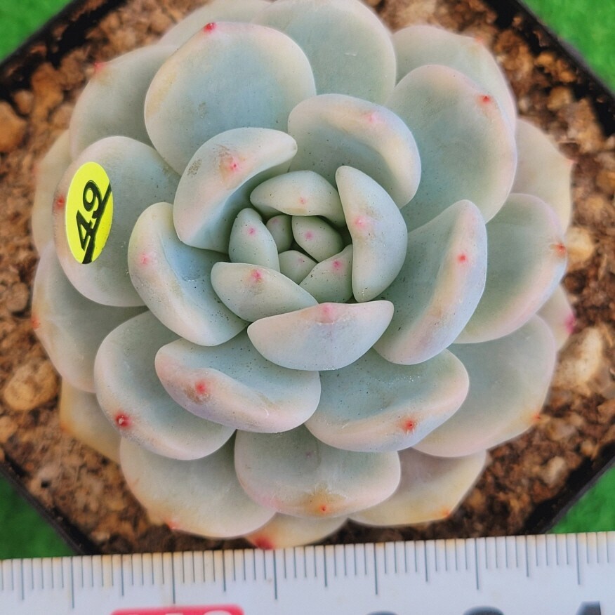 Yahoo!オークション -「多肉植物 錦」(観葉植物) の落札相場