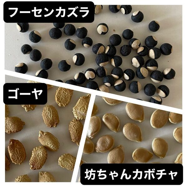 グリーンカーテン変わり種3種 ゴーヤ10粒と坊ちゃんカボチャ10粒フーセンカズラ10粒