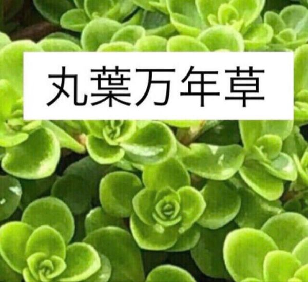九葉万年草 多肉植物 カット苗