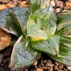 多肉植物 ハオルチア Haworthia 姫美人錦×楼蘭錦