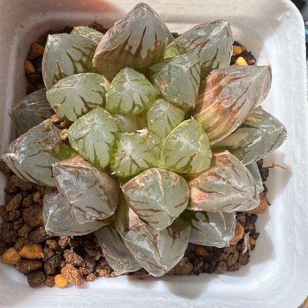 多肉植物 ハオルチア 自家繁殖 龍爪 母株錦 大葉