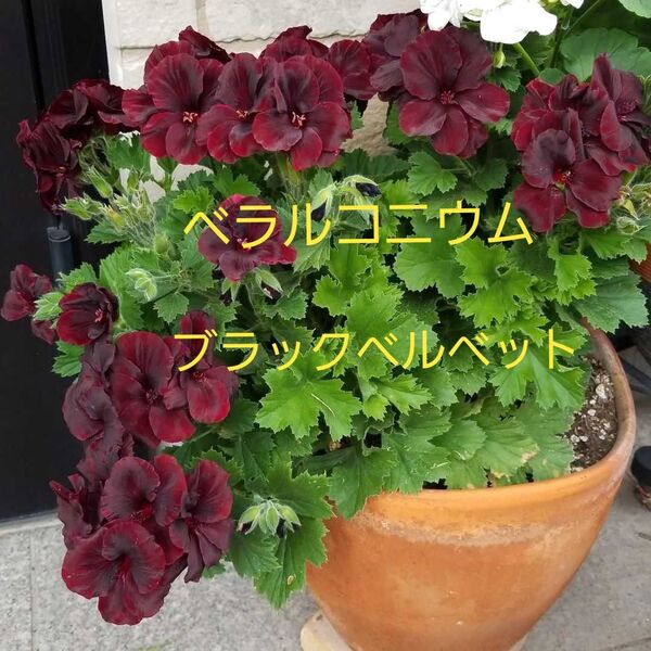 希少 ベラルコニウム苗 アリスト ブラックベルベット ゼラニウム