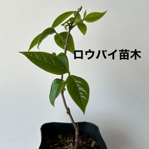 蝋梅(ロウバイ)苗木 1本す