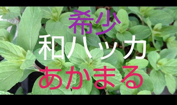 純血 和薄荷 「 あかまる 」 本物 希少 3苗