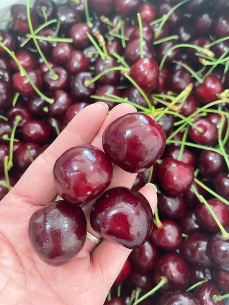 シーズン初入荷〜アメリカンチェリー さくらんぼ チェリー 箱込み1kg