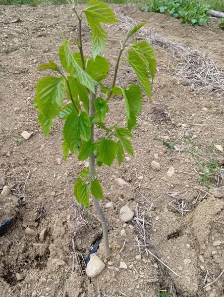 桑の苗木(マルベリー)育てませんか?