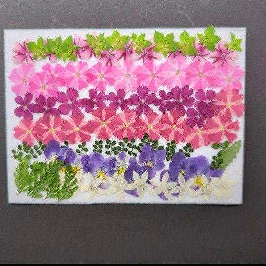 押し花素材小花588