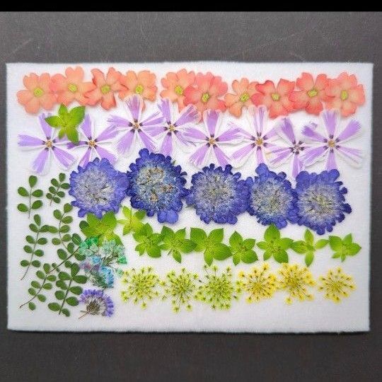 押し花素材小花 589
