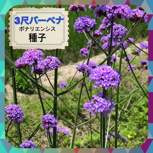 三尺バーベナ種子