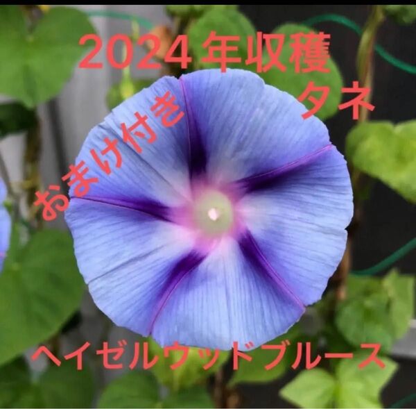 西洋朝顔の種 アサガオの種 あさがおの種 朝顔の種 ヘーゼルウッドブルーズ