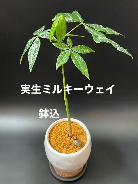【実生】斑入りパキラ ミルキーウェイ/鉢付【現品】